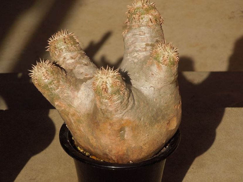 Pachypodium eburneum - Whish list pentru viata urmatoare1