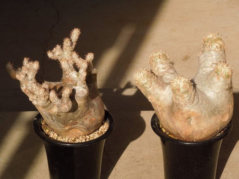 Pachypodium inopinatum & Pachypodium eburneum - Whish list pentru viata urmatoare1