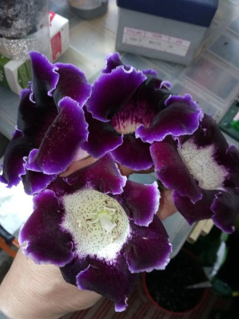  - Gloxinii din semințele obținute de mine 2018-2019