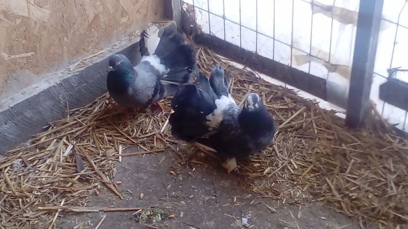  - Porumbei Voltați