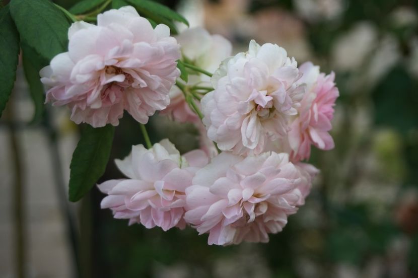  - Belle de Sardaigne