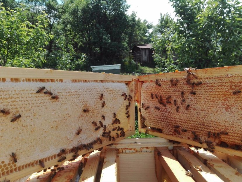 received_1445942858850992 - DE PRIN STUPINA