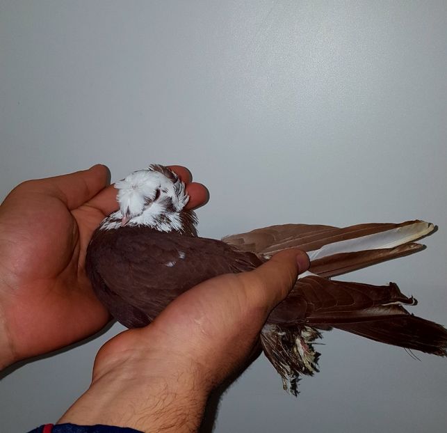  - Jucători de Blagodar