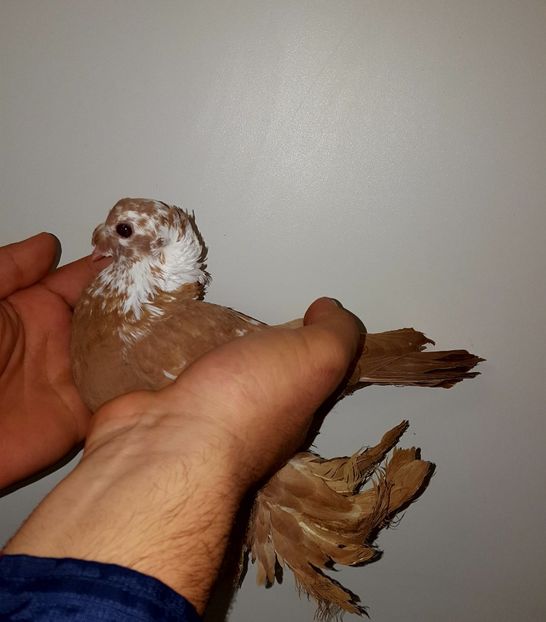  - Jucători de Blagodar