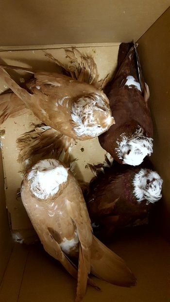  - Jucători de Blagodar