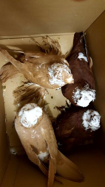  - Jucători de Blagodar