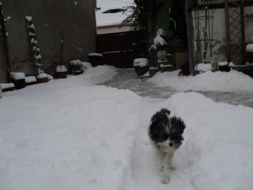 11 ian.2019 brr ...ce vara friguroasa... - Pusa