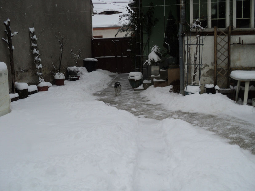 am renuntat,merg spre scari - Pusa