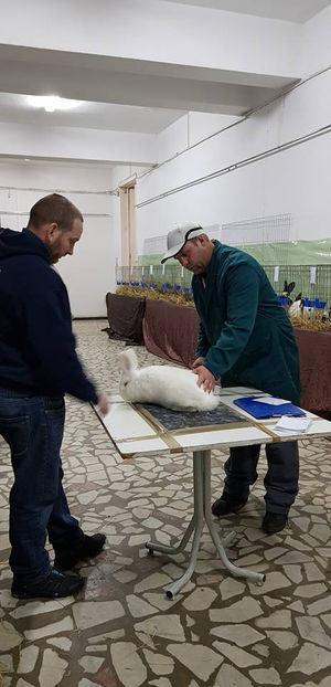 Sandor Brugger - Expo Arges 2019