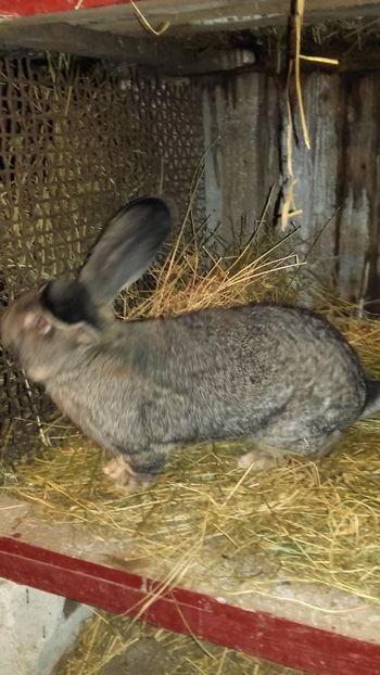  - Mascul UGG Din 04-12-2017