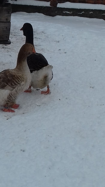  - Gaste Toulouse De Expoziție