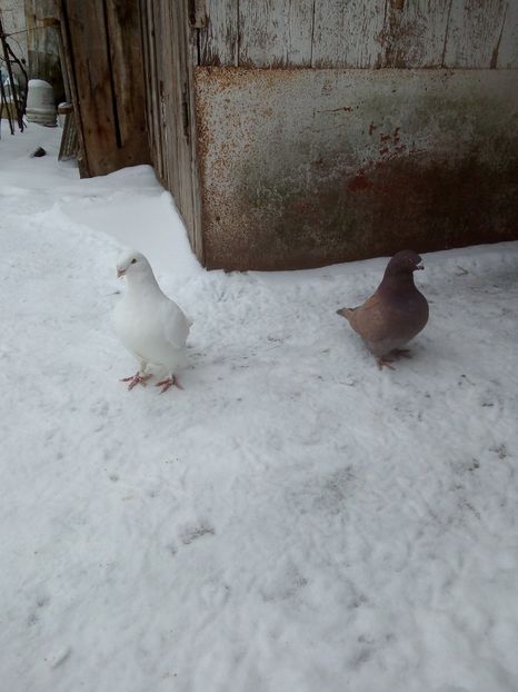  - VOIAJORI  AMERICANI       Amerikai Orias Postagalamb