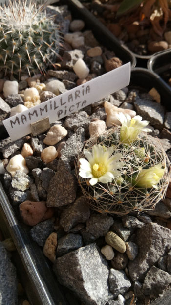 12.01.2019 - Mammillaria picta