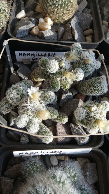 12.01.2019 - Mammillaria gracilis