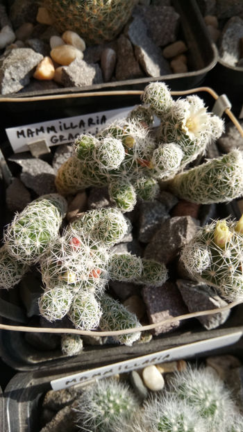 12.01.2019 - Mammillaria gracilis