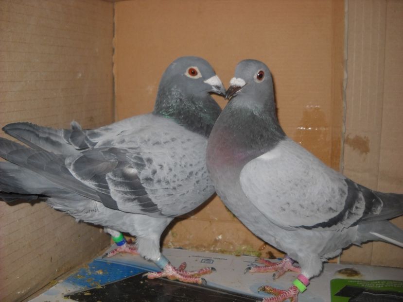  - UNDEVA IN SUCEAVA arhiva