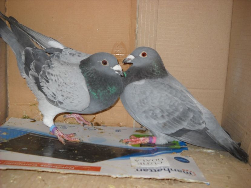  - PORUMBEI VANDUTI 2