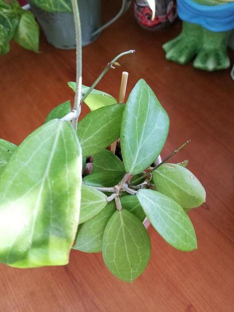  - 0-2019- Hoya Camphorifolia