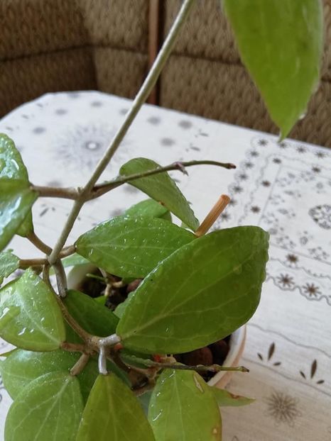  - 0-2019- Hoya Camphorifolia