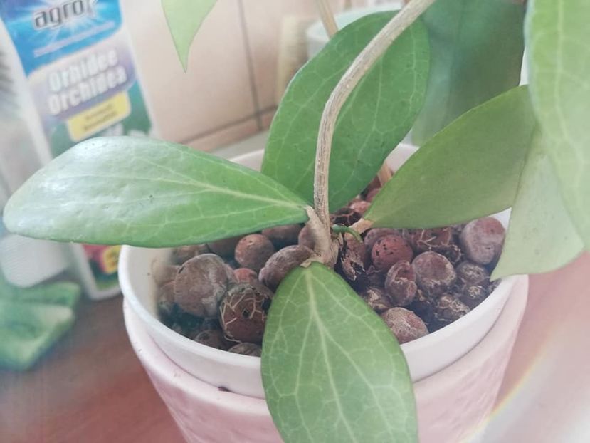  - 0-2019- Hoya Camphorifolia