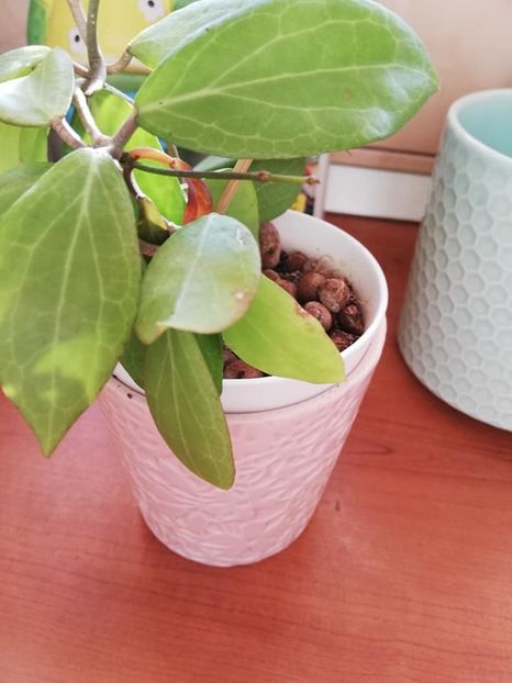  - 0-2019- Hoya Camphorifolia