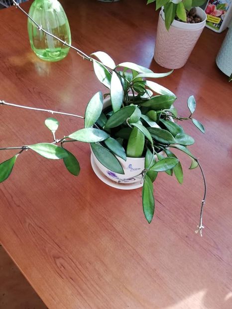  - 0-2019- Hoya David Cummingii