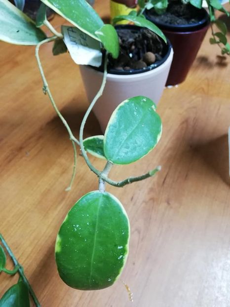  - 0-2019- Hoya Acuta Verticillata