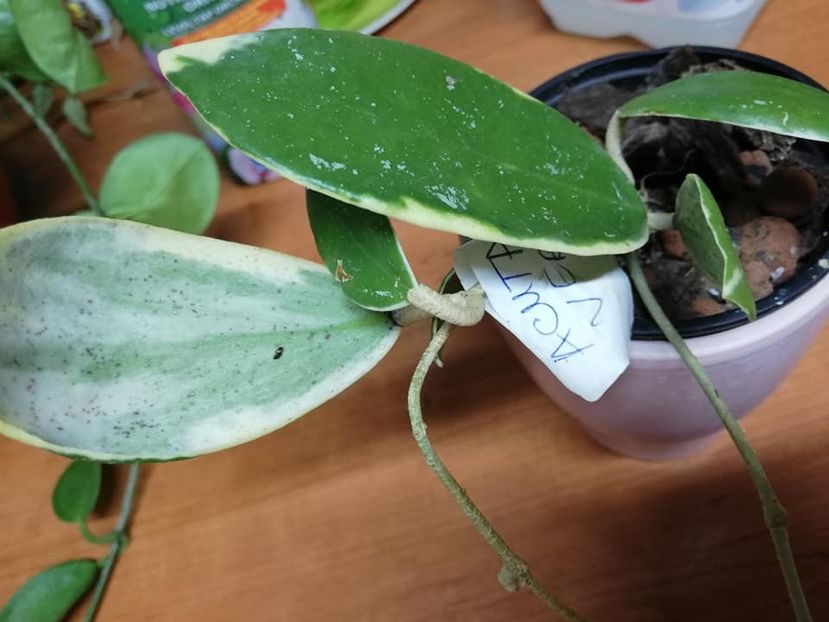  - 0-2019- Hoya Acuta Verticillata