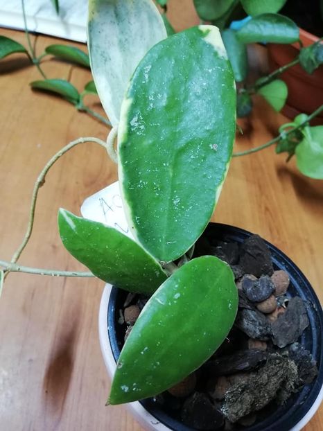  - 0-2019- Hoya Acuta Verticillata