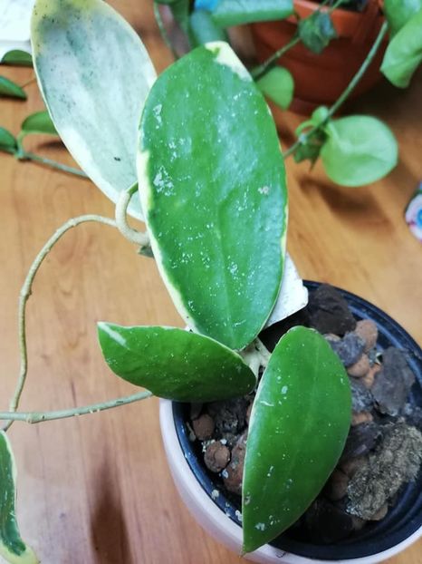  - 0-2019- Hoya Acuta Verticillata