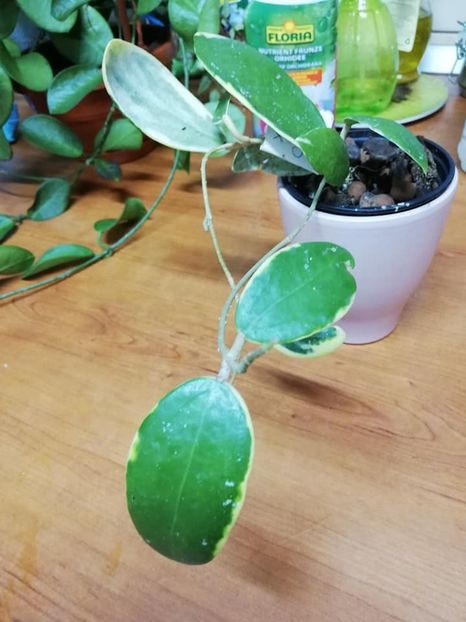  - 0-2019- Hoya Acuta Verticillata