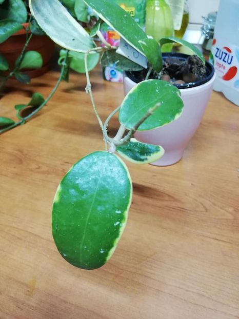  - 0-2019- Hoya Acuta Verticillata