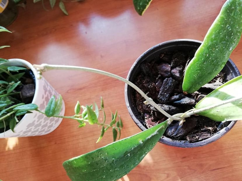  - 0-2019 - Hoya Bella si H Bulusan