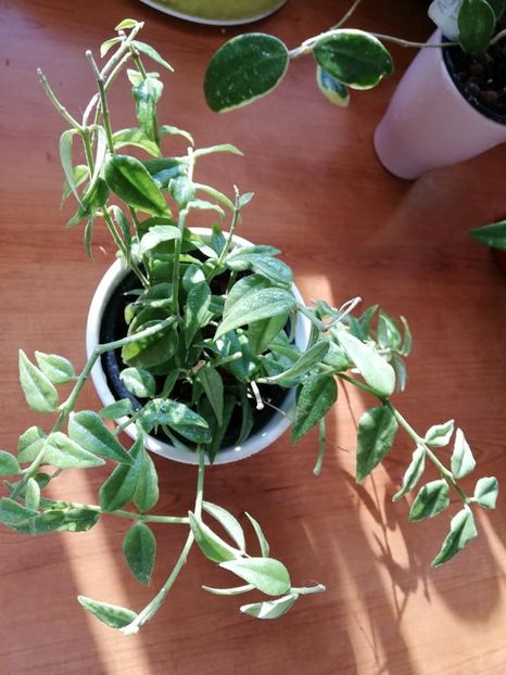  - 0-2019 - Hoya Bella si H Bulusan