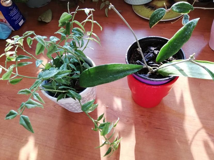  - 0-2019 - Hoya Bella si H Bulusan