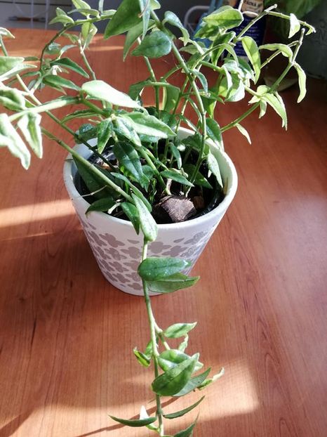  - 0-2019 - Hoya Bella si H Bulusan