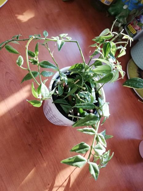  - 0-2019 - Hoya Bella si H Bulusan