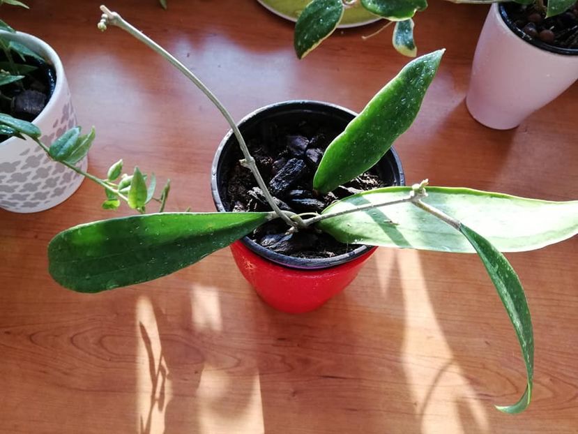  - 0-2019 - Hoya Bella si H Bulusan