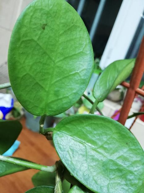  - 0 2019 Hoya Australis