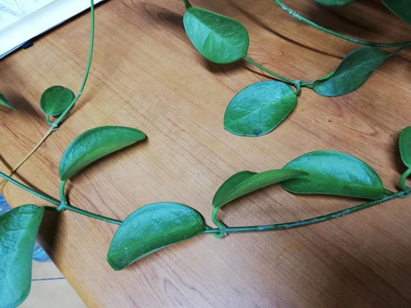  - 0 2019 Hoya Australis