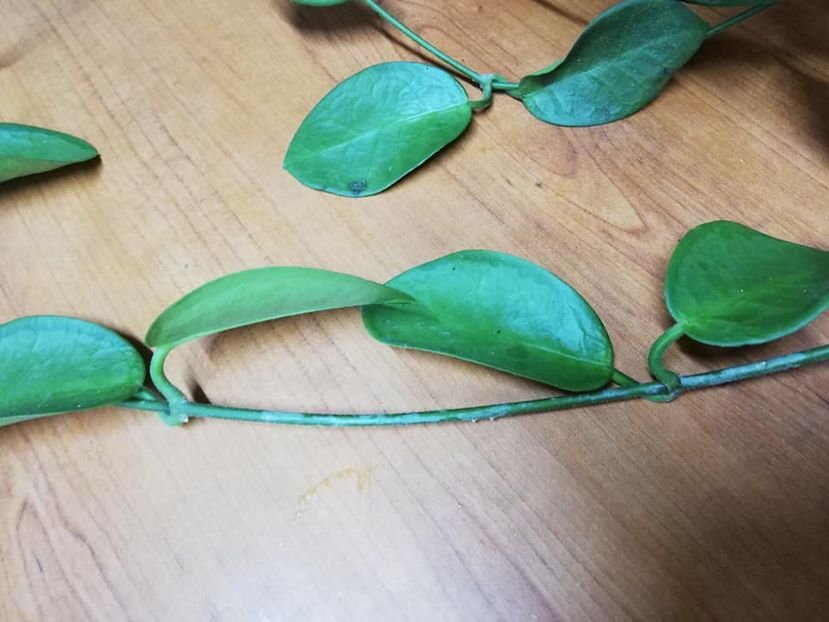  - 0 2019 Hoya Australis