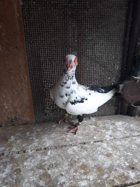 F16 - Indian german 2019