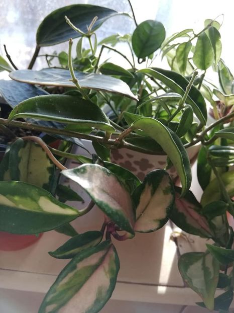  - 0- 2019 -Hoya Carnosa Tricolor