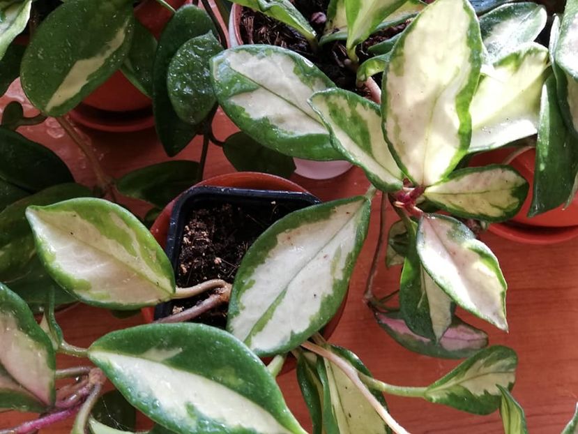  - 0- 2019 -Hoya Carnosa Tricolor