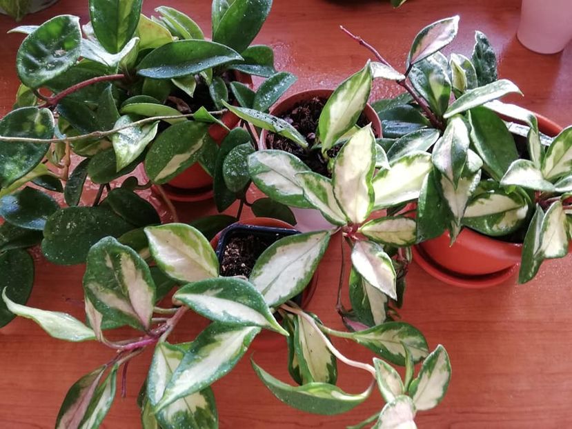  - 0- 2019 -Hoya Carnosa Tricolor