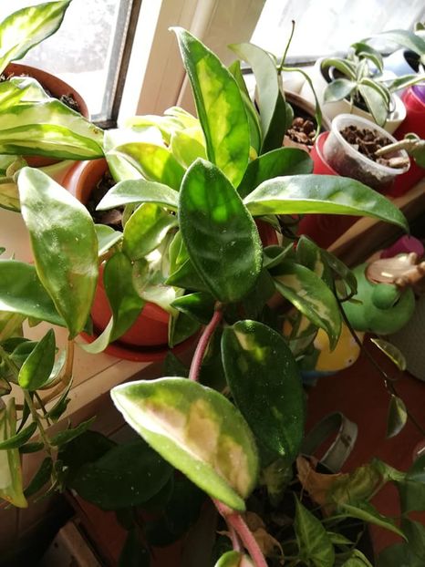  - 0- 2019 -Hoya Carnosa Tricolor