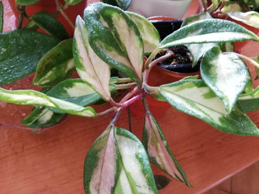  - 0- 2019 -Hoya Carnosa Tricolor