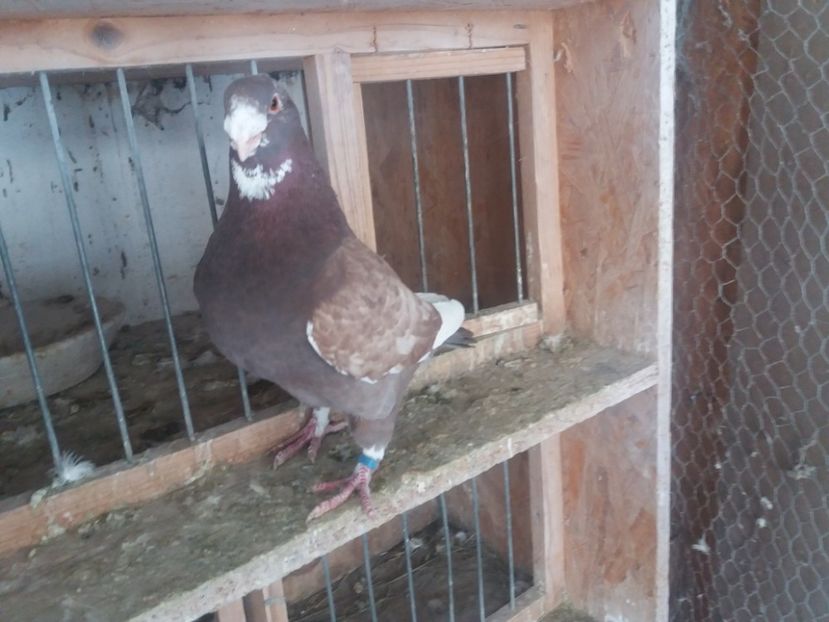  - Masc AGH matcă 2019