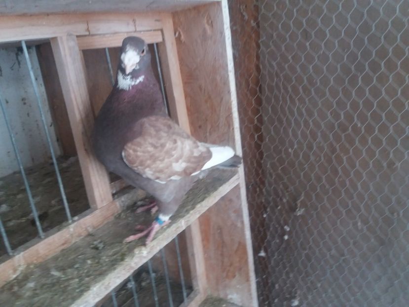  - Masc AGH matcă 2019