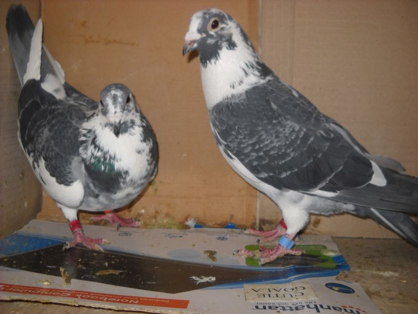  - UNDEVA IN SUCEAVA arhiva